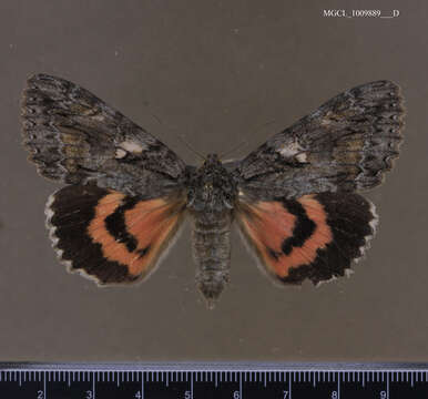 Image of Aholibah Underwing