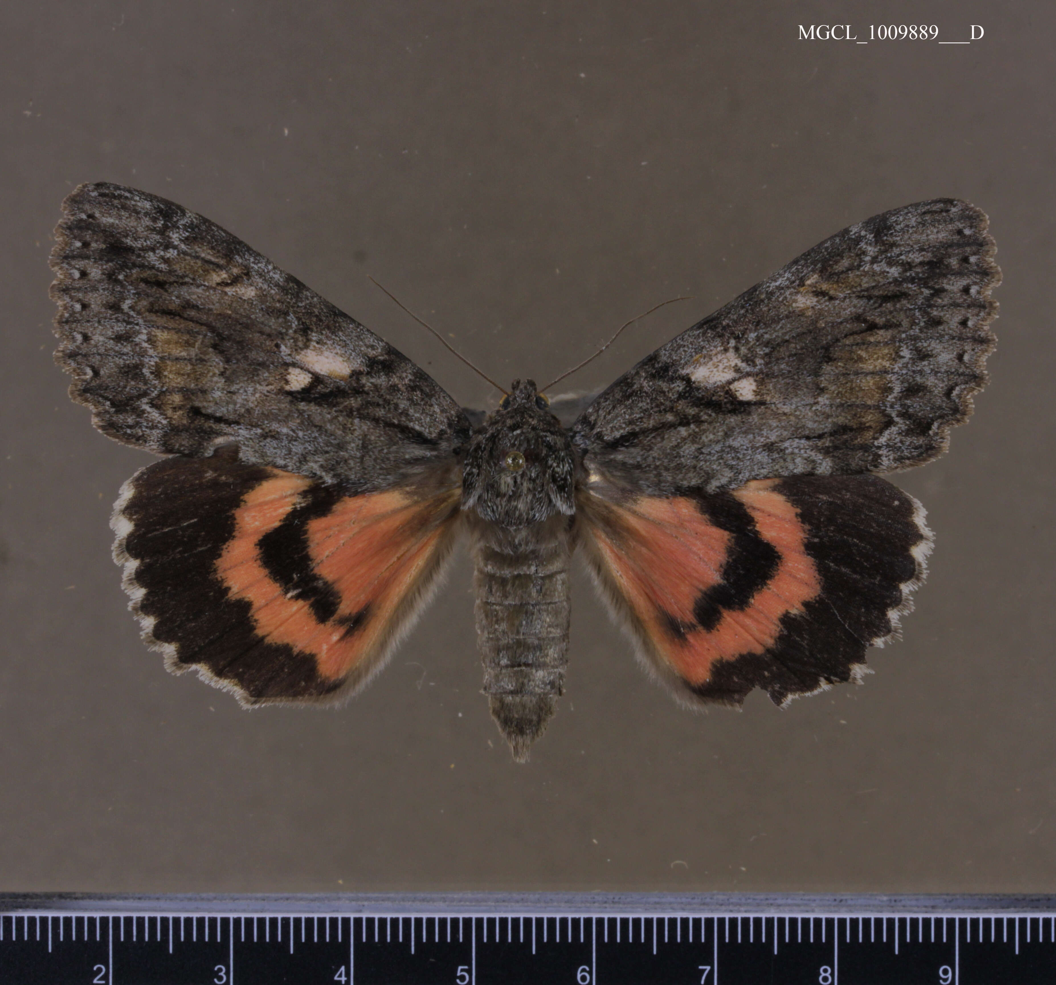 Image of Aholibah Underwing