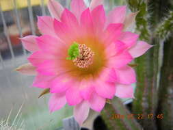 Image of Echinocereus scheeri (Salm-Dyck) Scheer