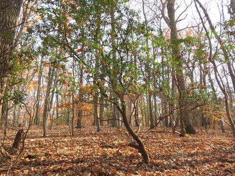 Image of mountain laurel