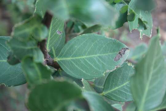 Image of Common Poison Bush