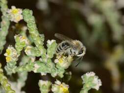 Image of Thymelaea hirsuta (L.) Endl.