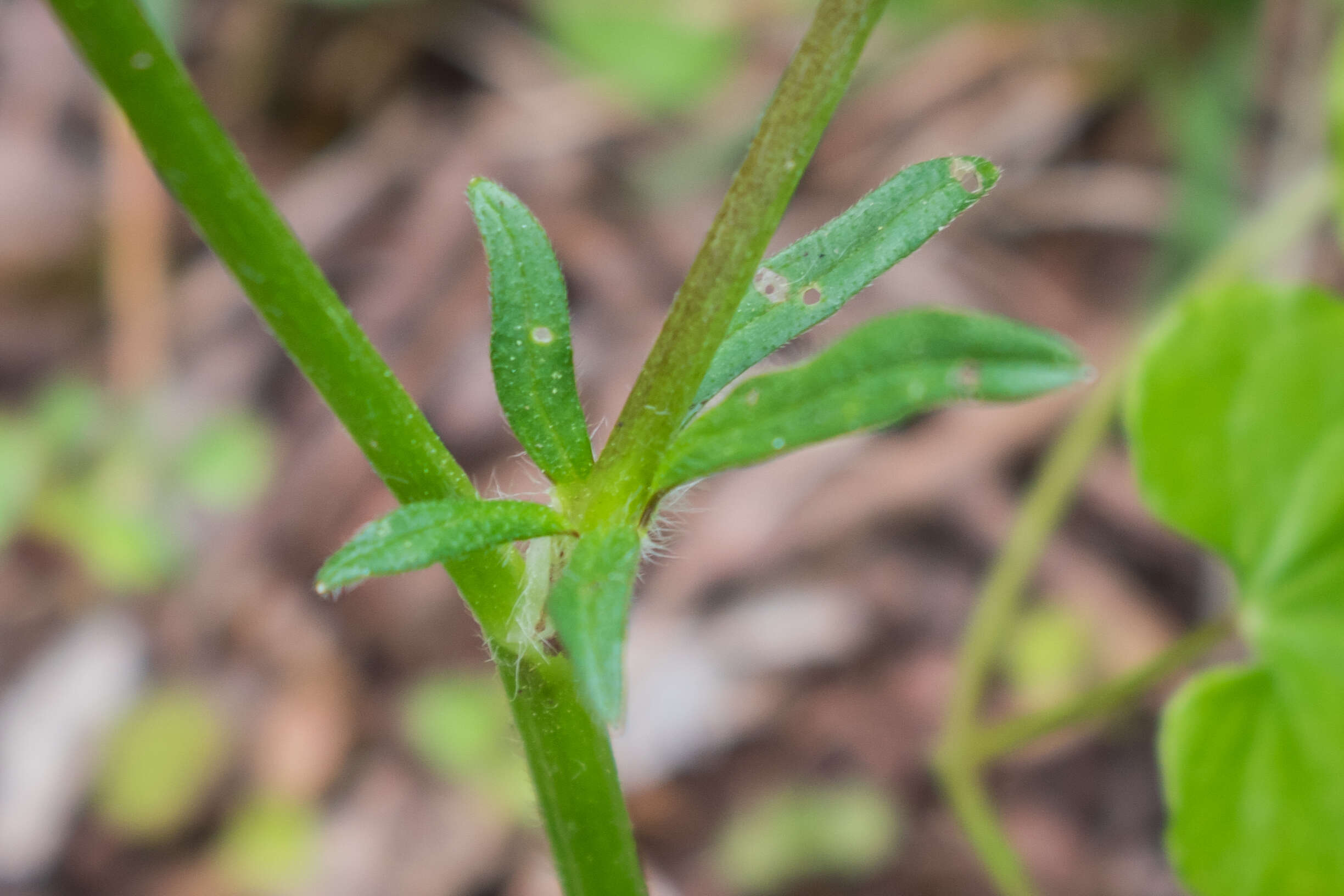 Ranunculus bulbosus L.的圖片