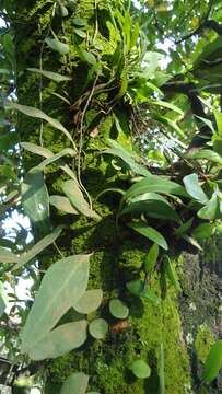 Image of tongue fern