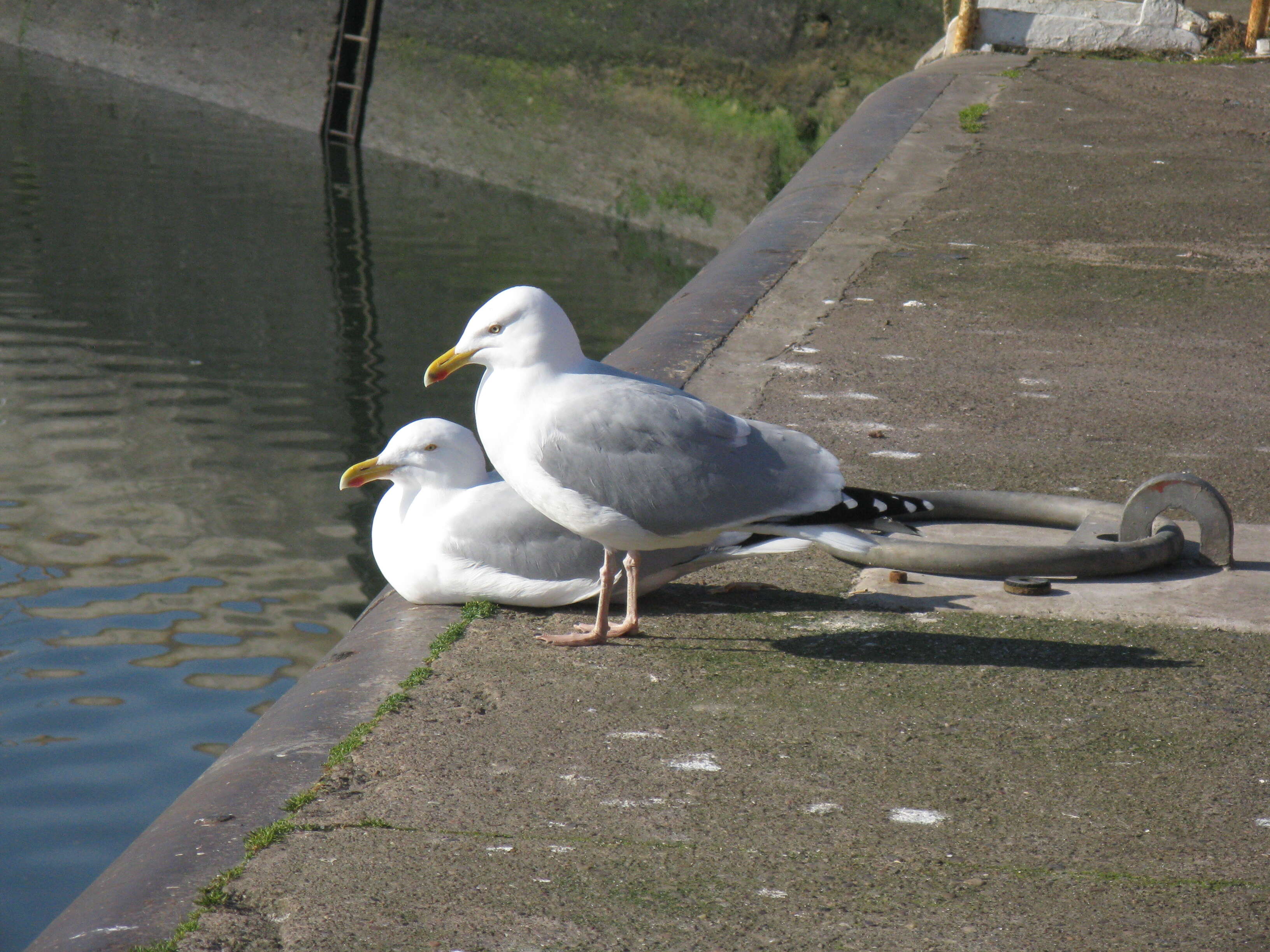 Image of European Herring Gull