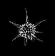 Image of Radiolaria