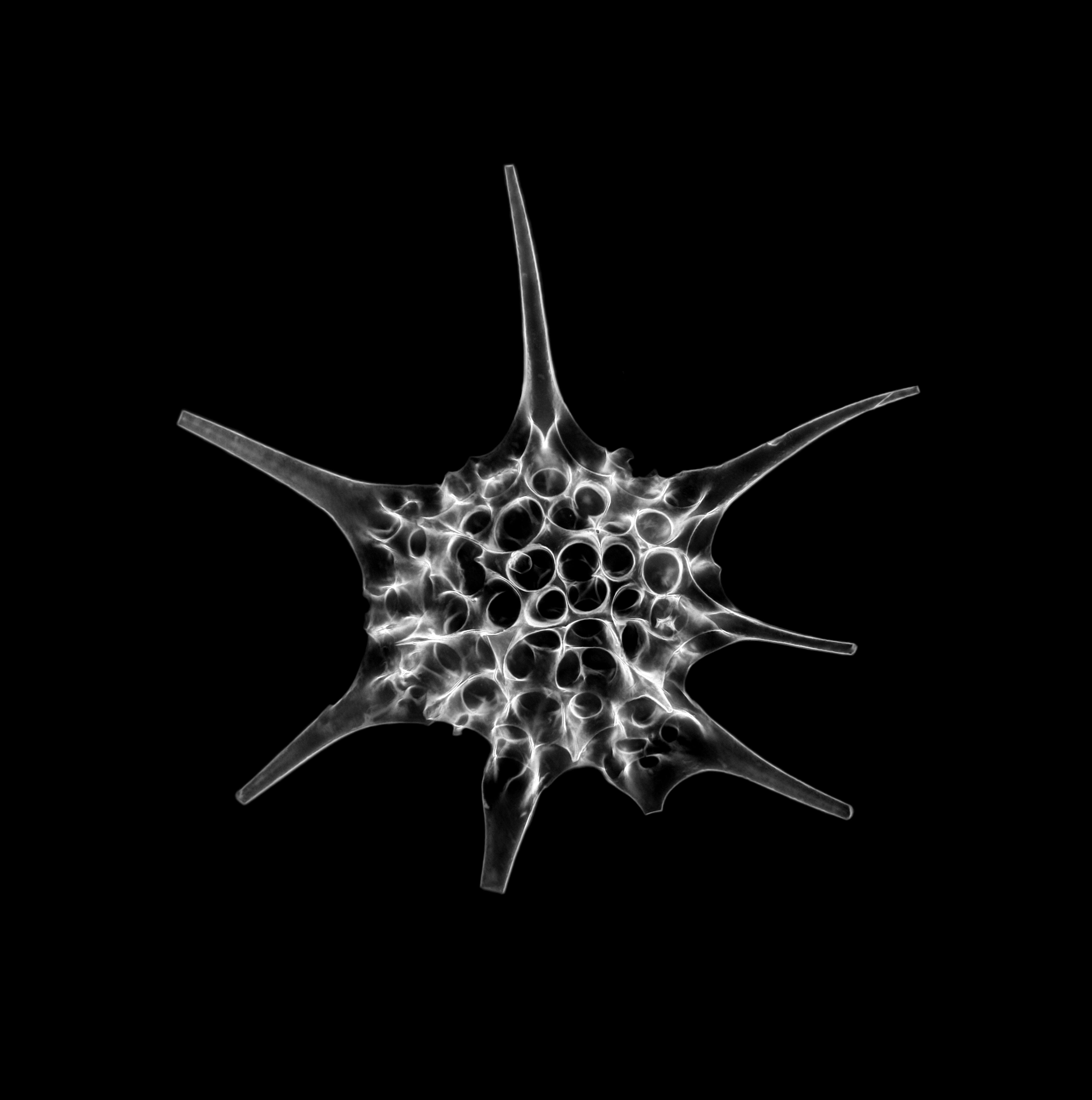 Image of Radiolaria