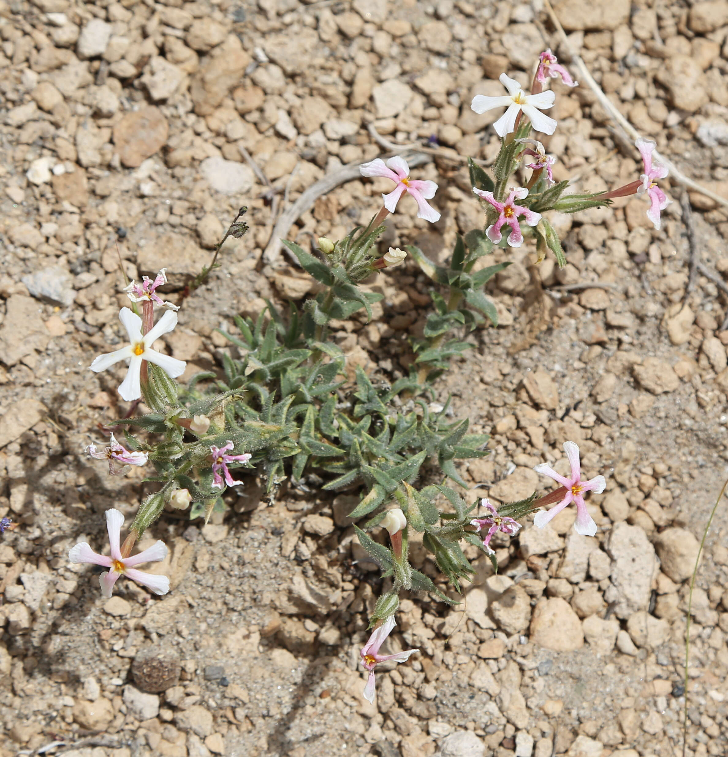 Image of cold-desert phlox