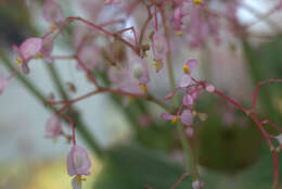 Слика од Begonia manicata Brongn.