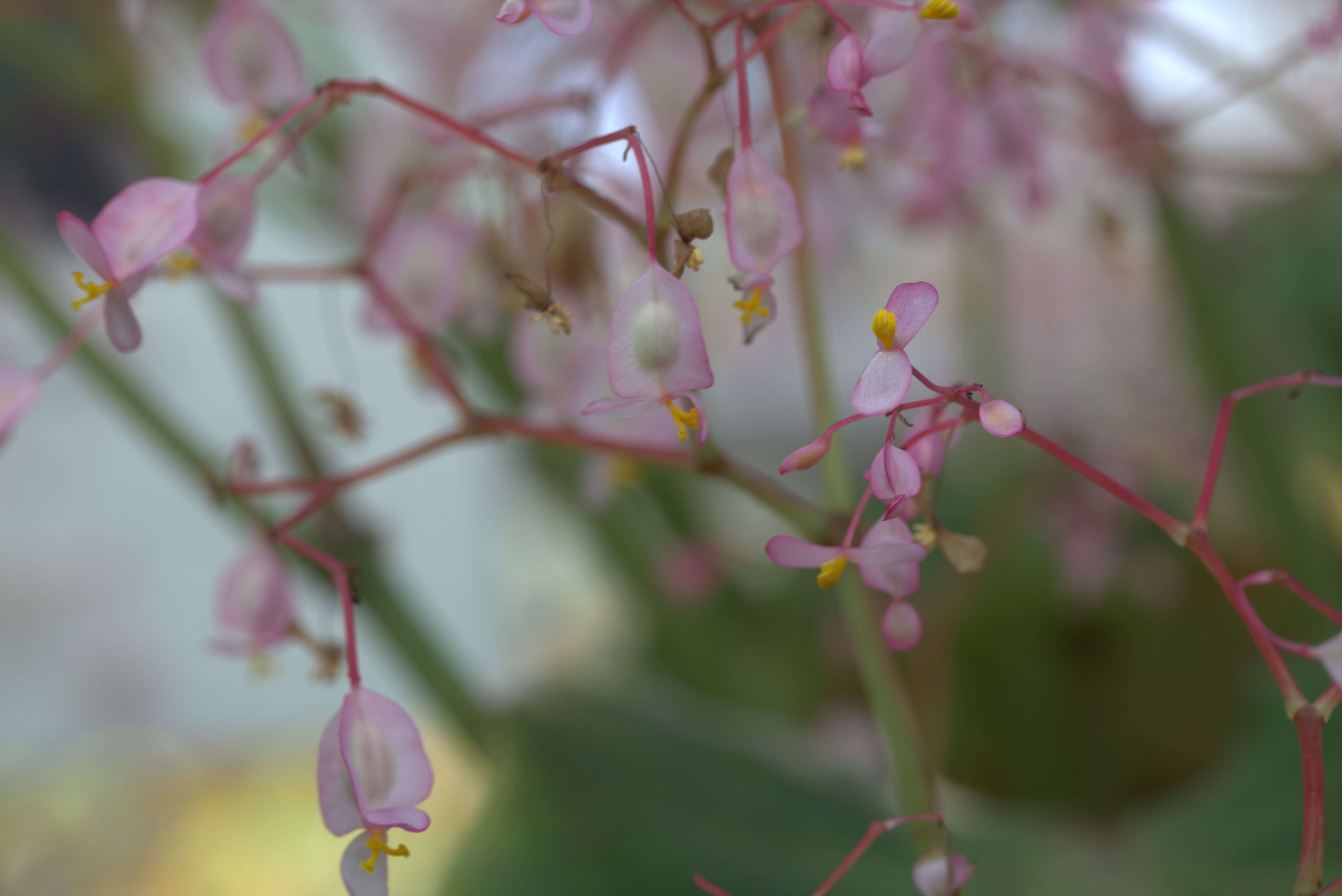 Слика од Begonia manicata Brongn.