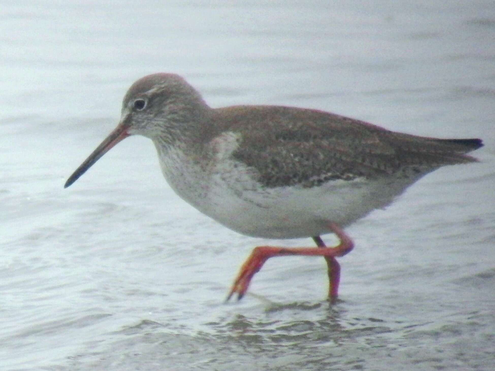 Image of Common Redshank