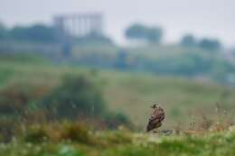 Image of Mistle Thrush