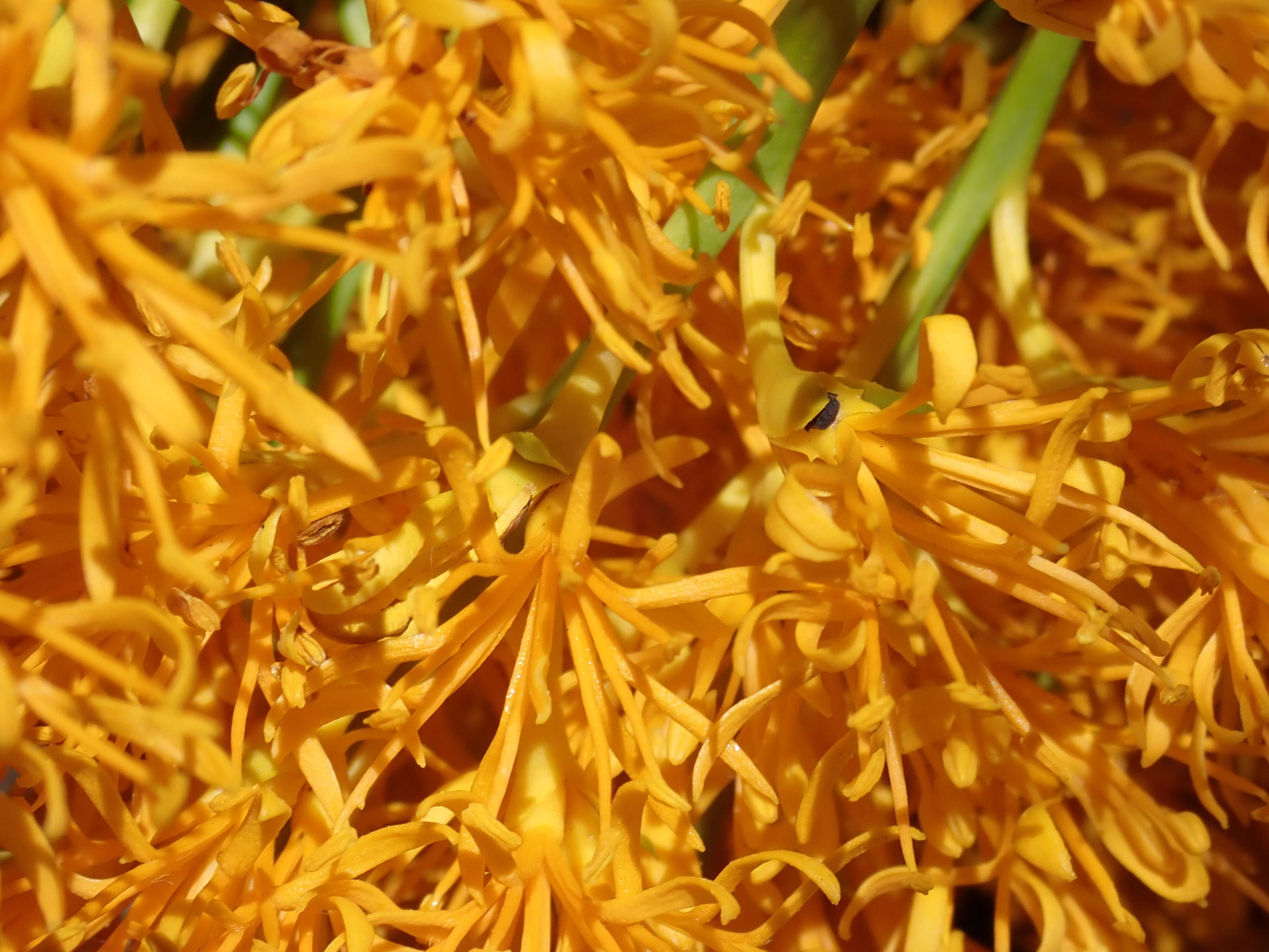 صورة Nuytsia