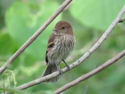 Image of Bran-colored Flycatcher