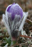 Image of pasqueflower