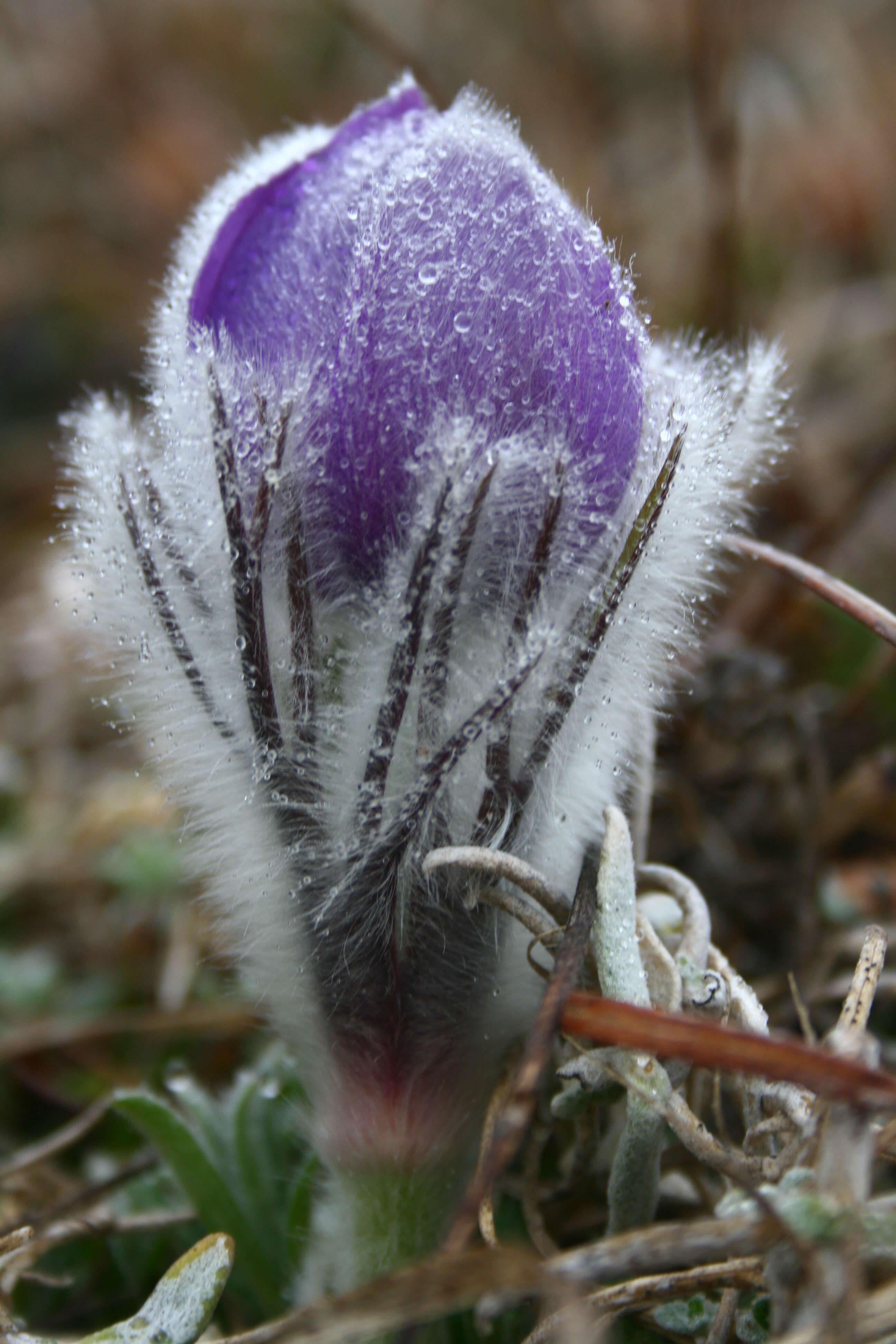 Image of pasqueflower