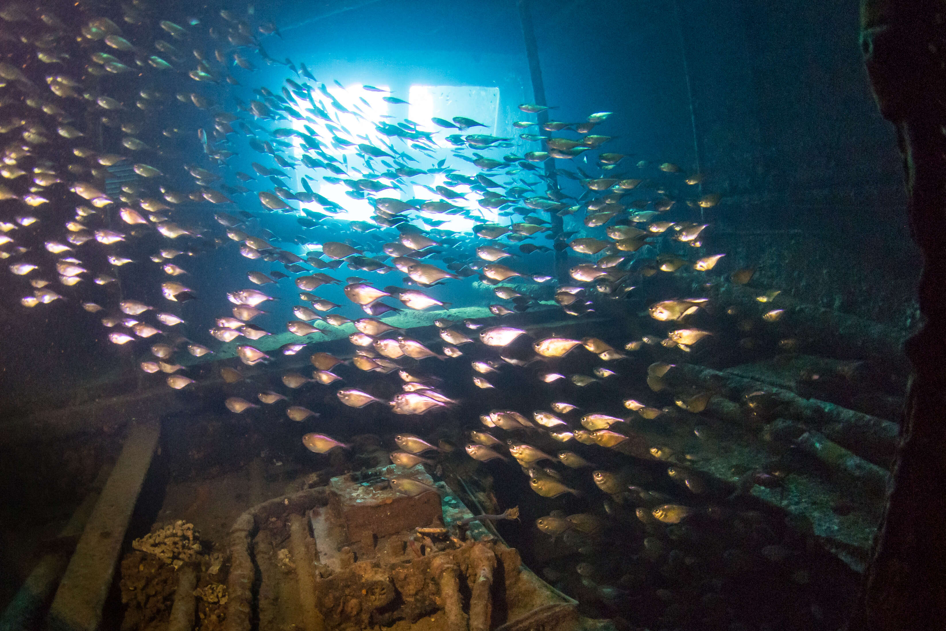 Imagem de Pempheris adusta Bleeker 1877