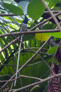 Image of Asian Paradise-Flycatcher