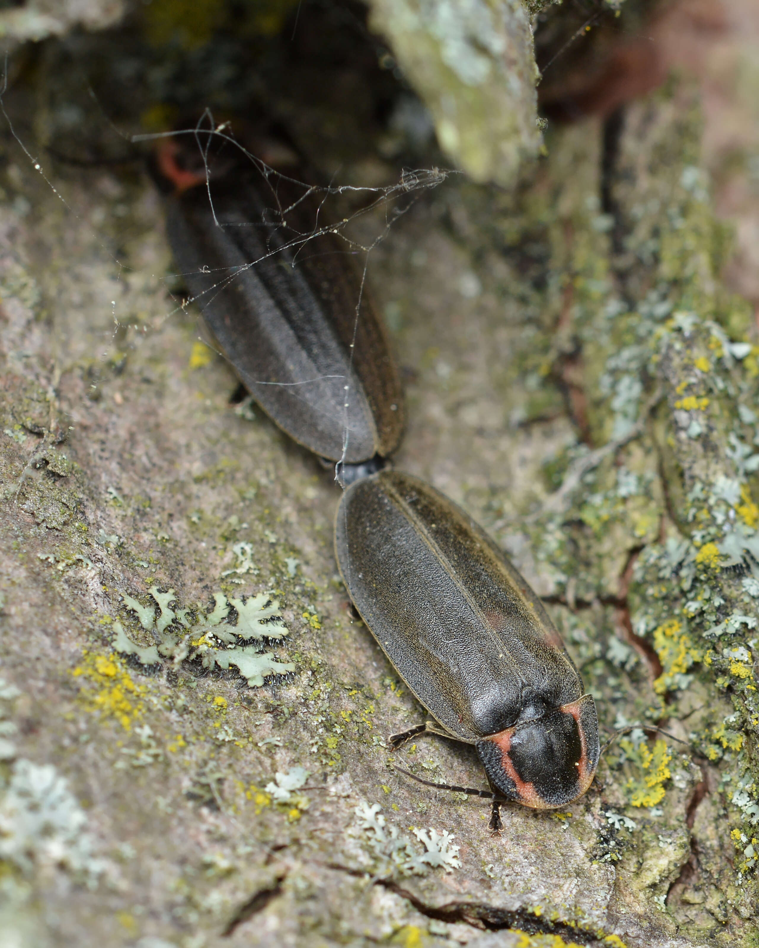 Image of Winter Firefly