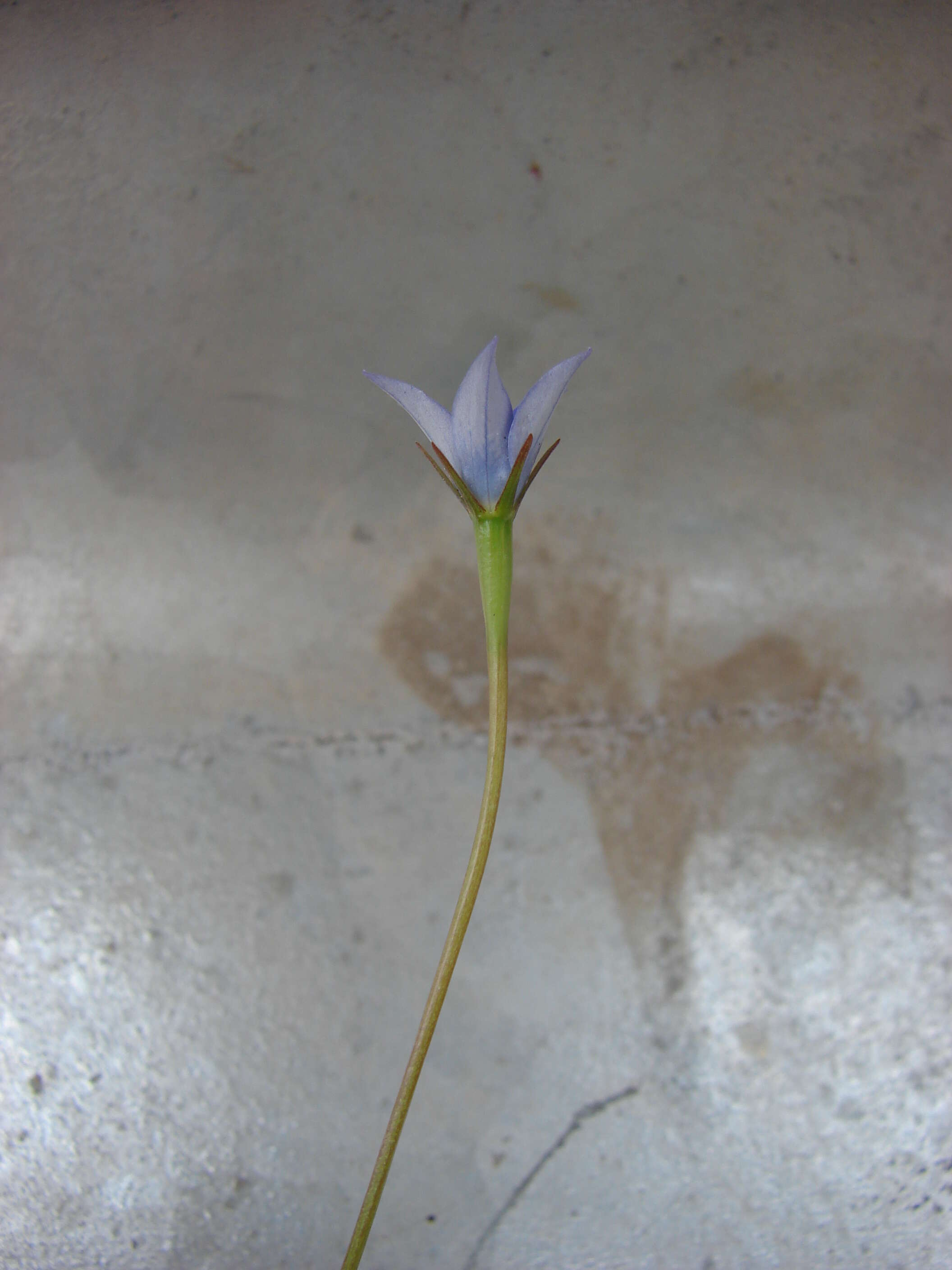 صورة Wahlenbergia gracilis (G. Forst.) A. DC.