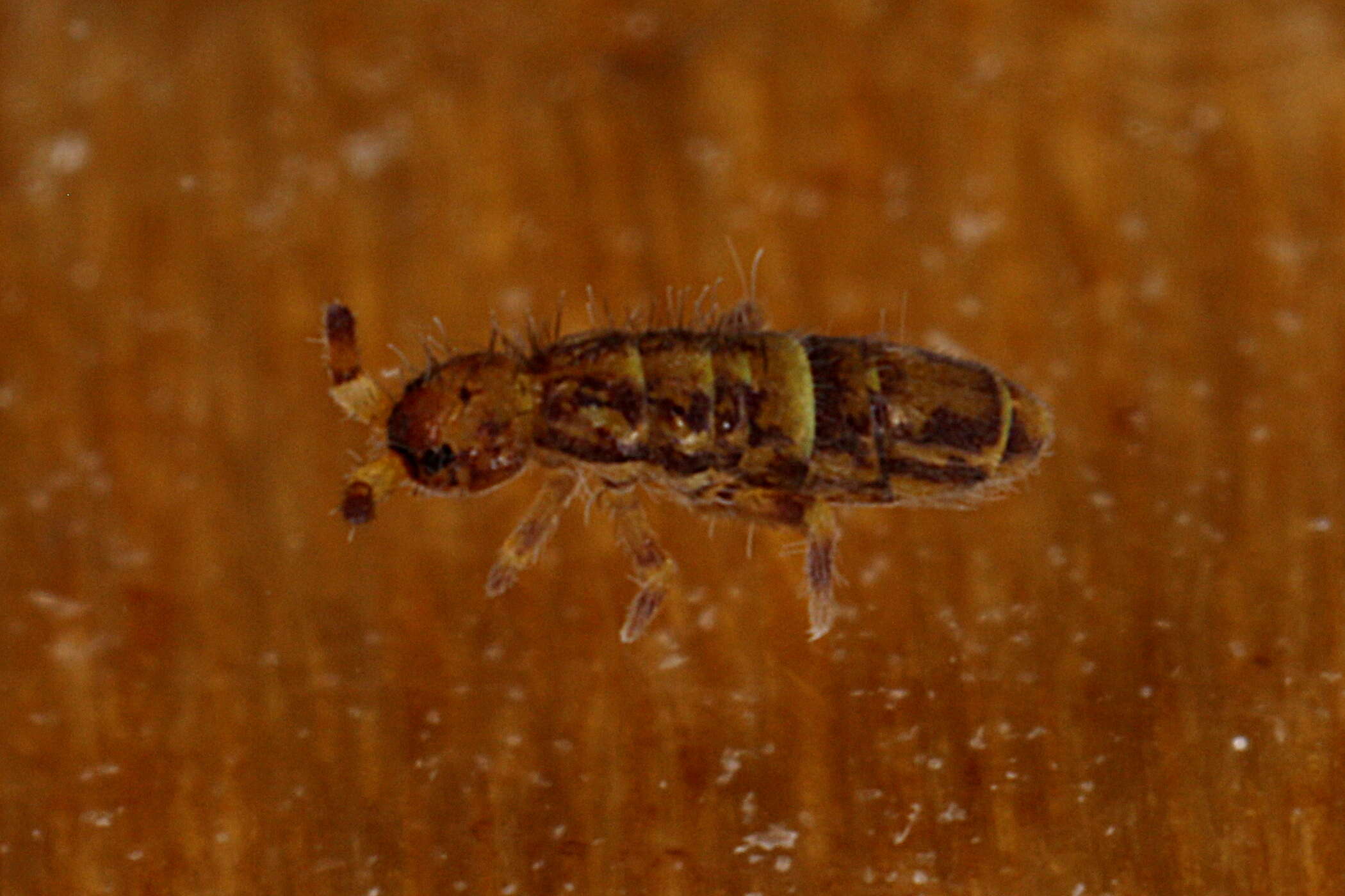 Image of Orchesella villosa (von Linné & C 1767)