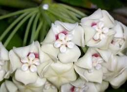 Image of Waxflowers