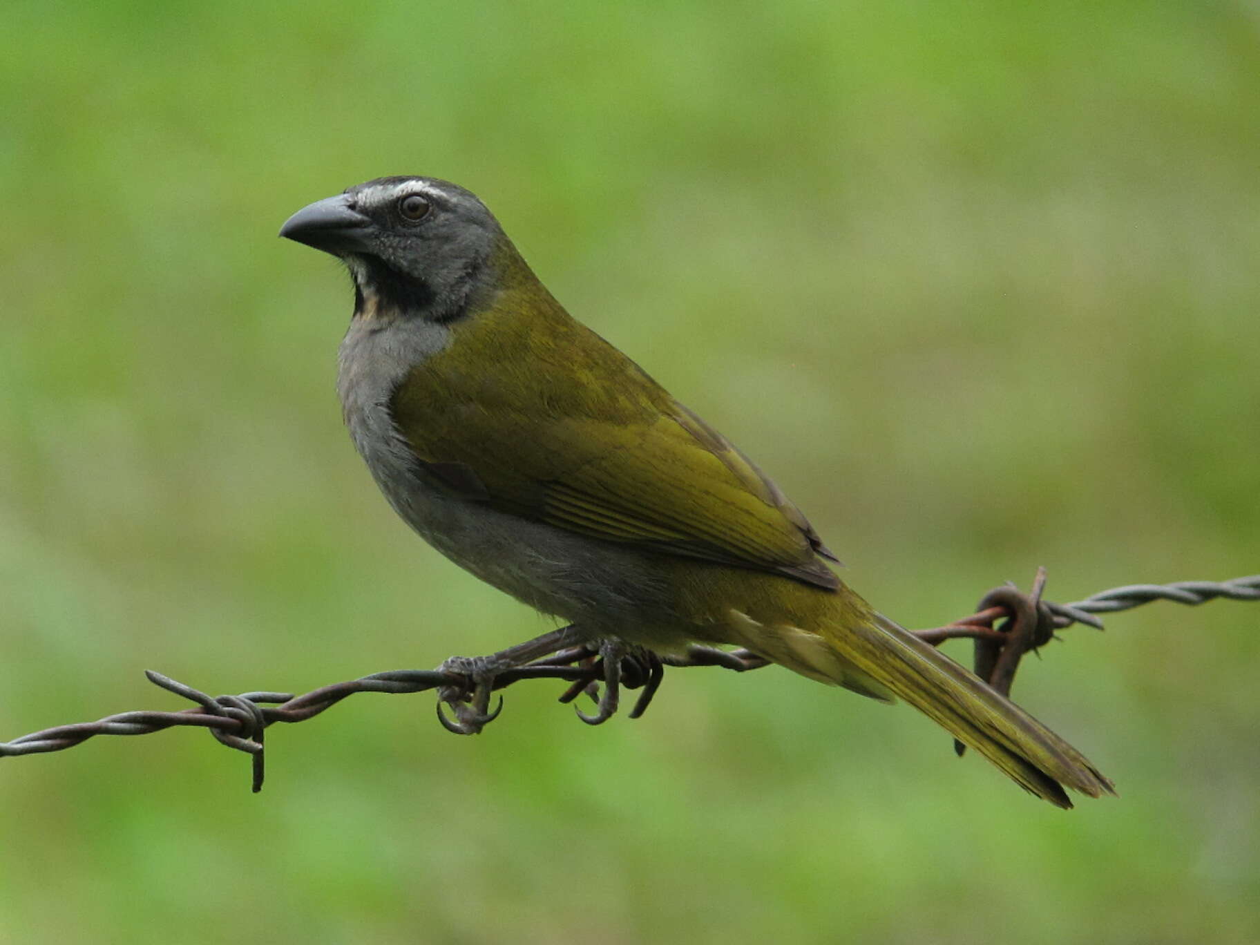 Image of Buff-throated Saltator