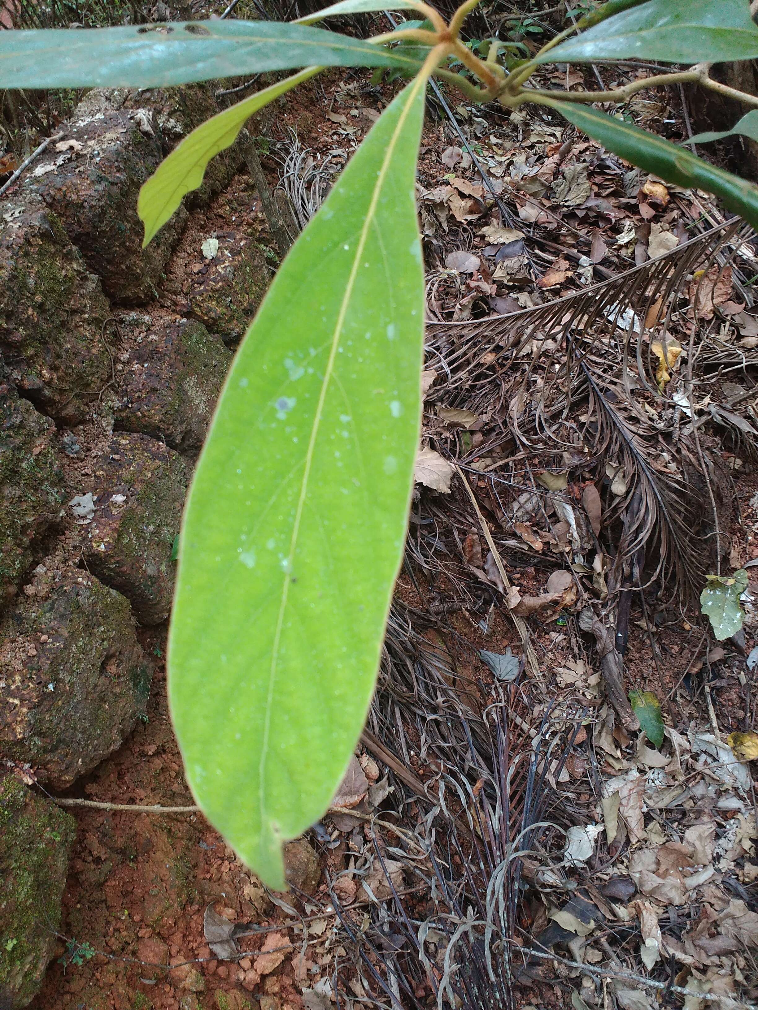 Imagem de Litsea glutinosa (Lour.) C. B. Rob.