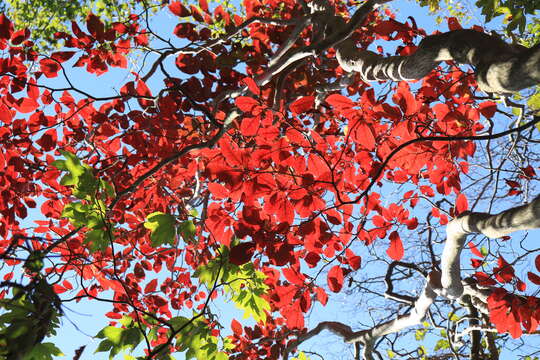 صورة Neoshirakia japonica (Siebold & Zucc.) Esser