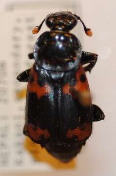 Nicrophorus (Nicrophorus) nepalensis (Hope 1831) resmi