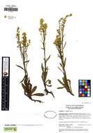 Image of wand goldenrod