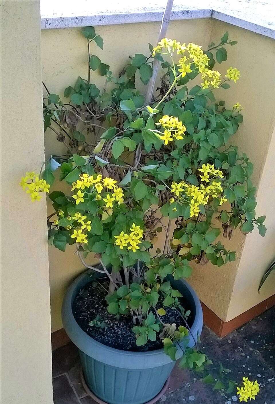 Image of creeping groundsel