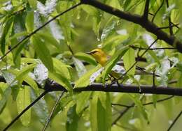 Image of Blue-winged Warbler