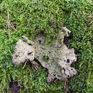 Image of blistered navel lichen