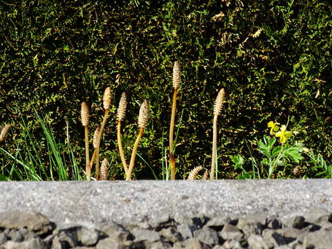 Image of field horsetail