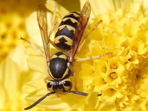 Image of Western Yellowjacket