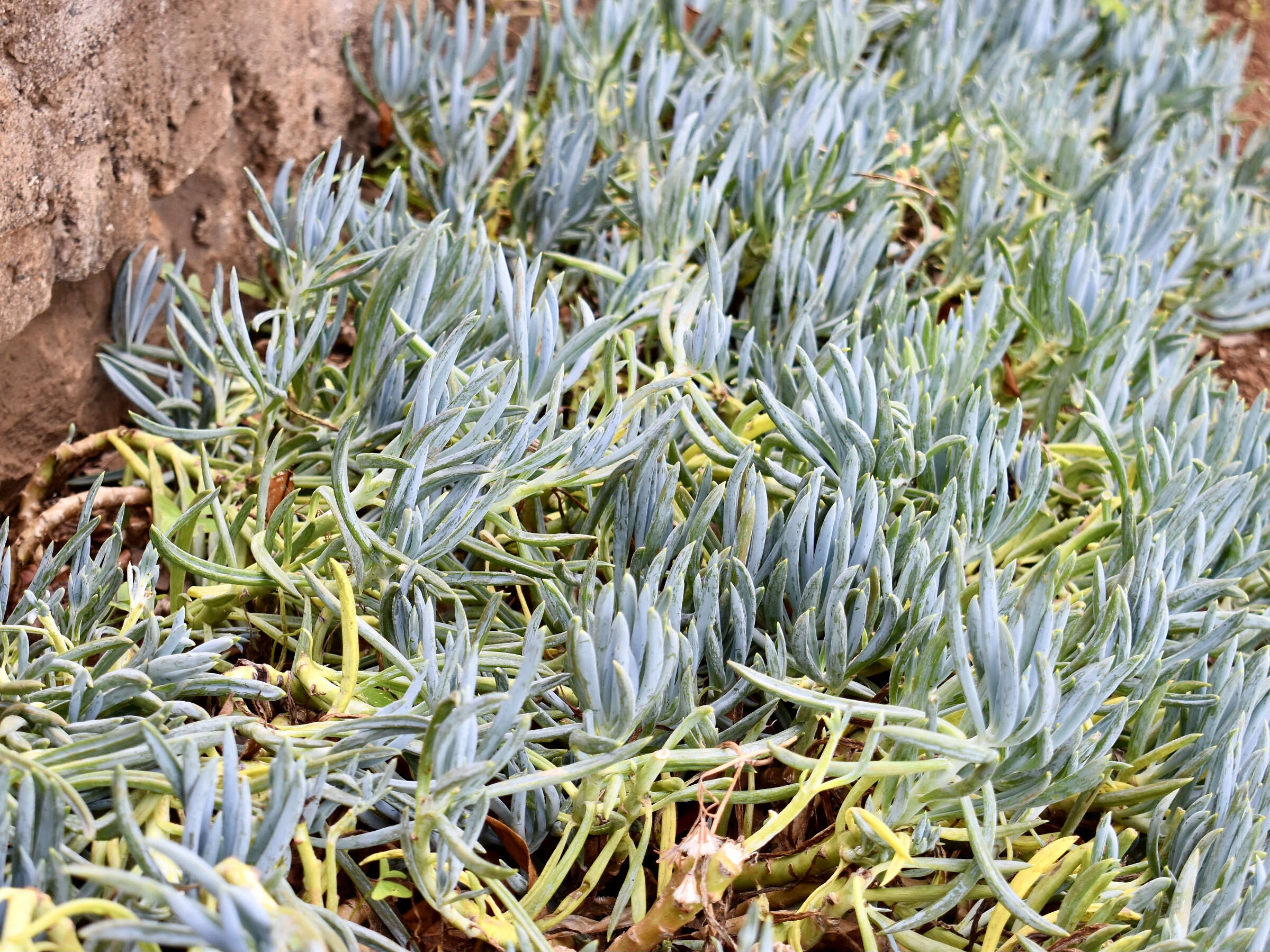 Image of Curio repens (L.) P. V. Heath