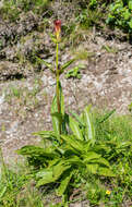 Image of Gentiana purpurea L.