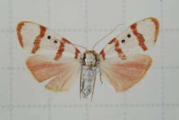 Image of Cyana quadripartita (Wileman 1910)