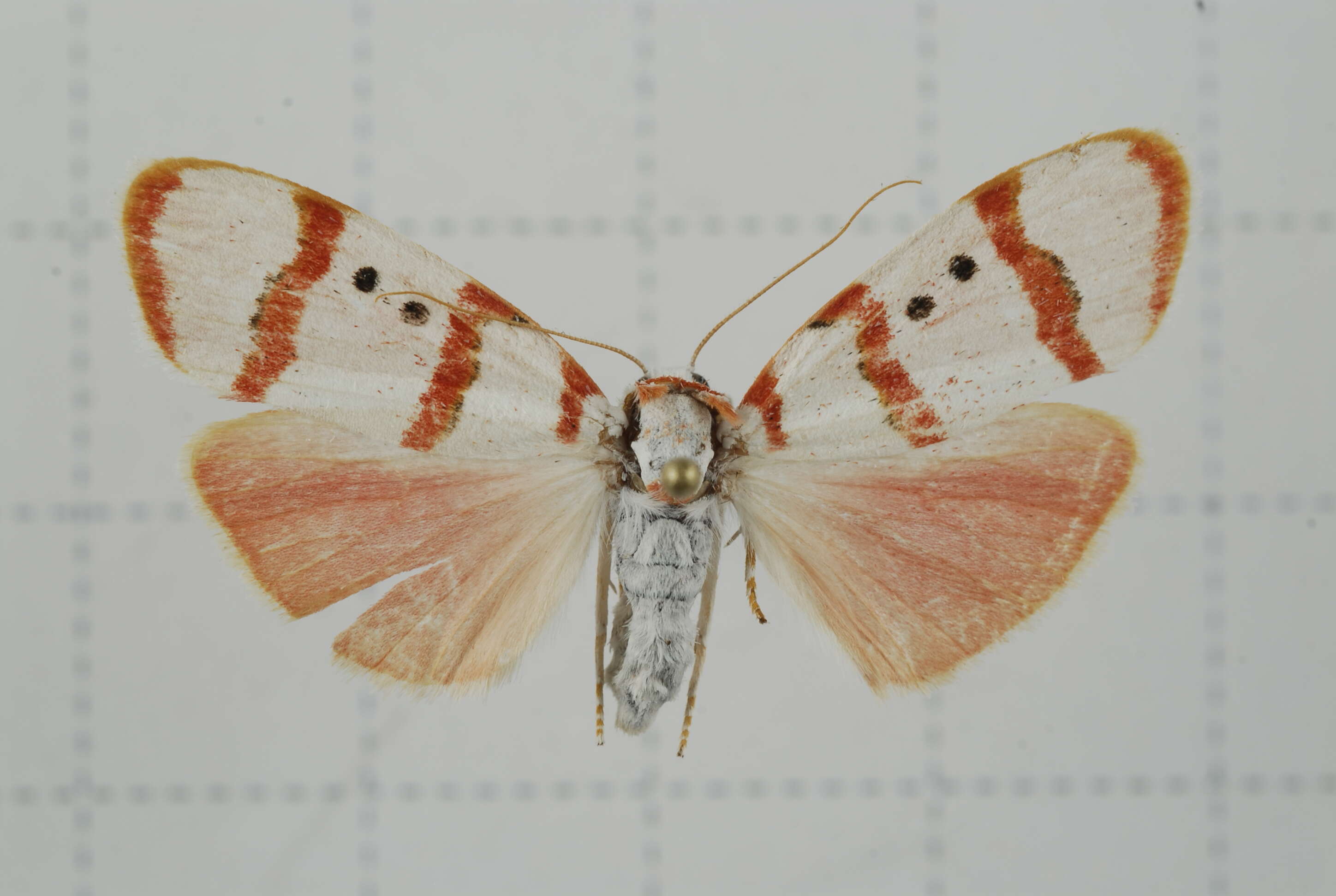 Image of Cyana quadripartita (Wileman 1910)