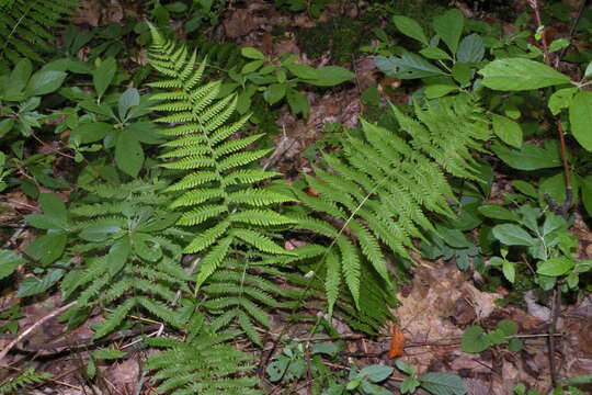 Imagem de Parathelypteris simulata (Davenp.) Holtt.