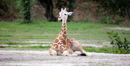 Image of Giraffe