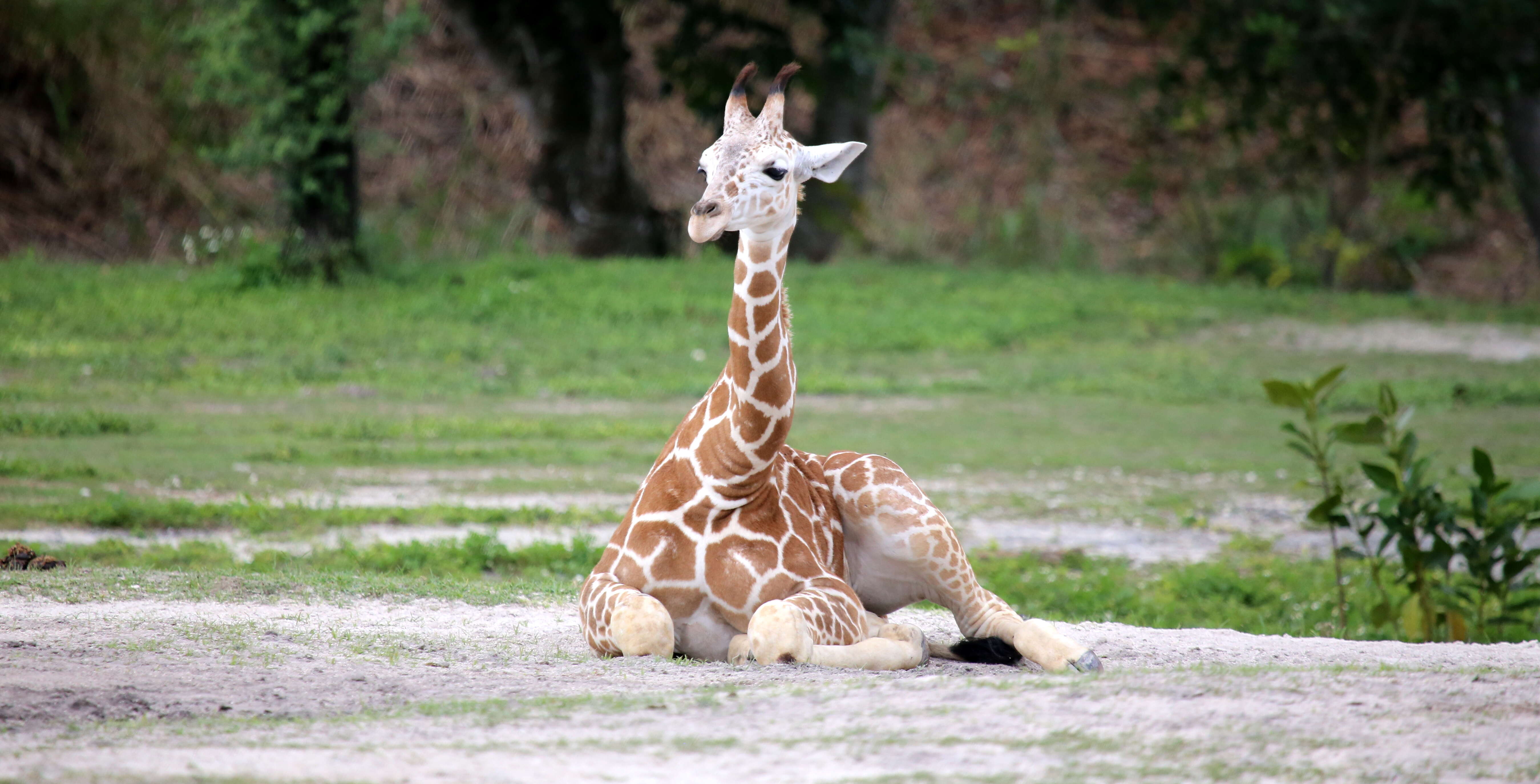 Plancia ëd Giraffa camelopardalis (Linnaeus 1758)