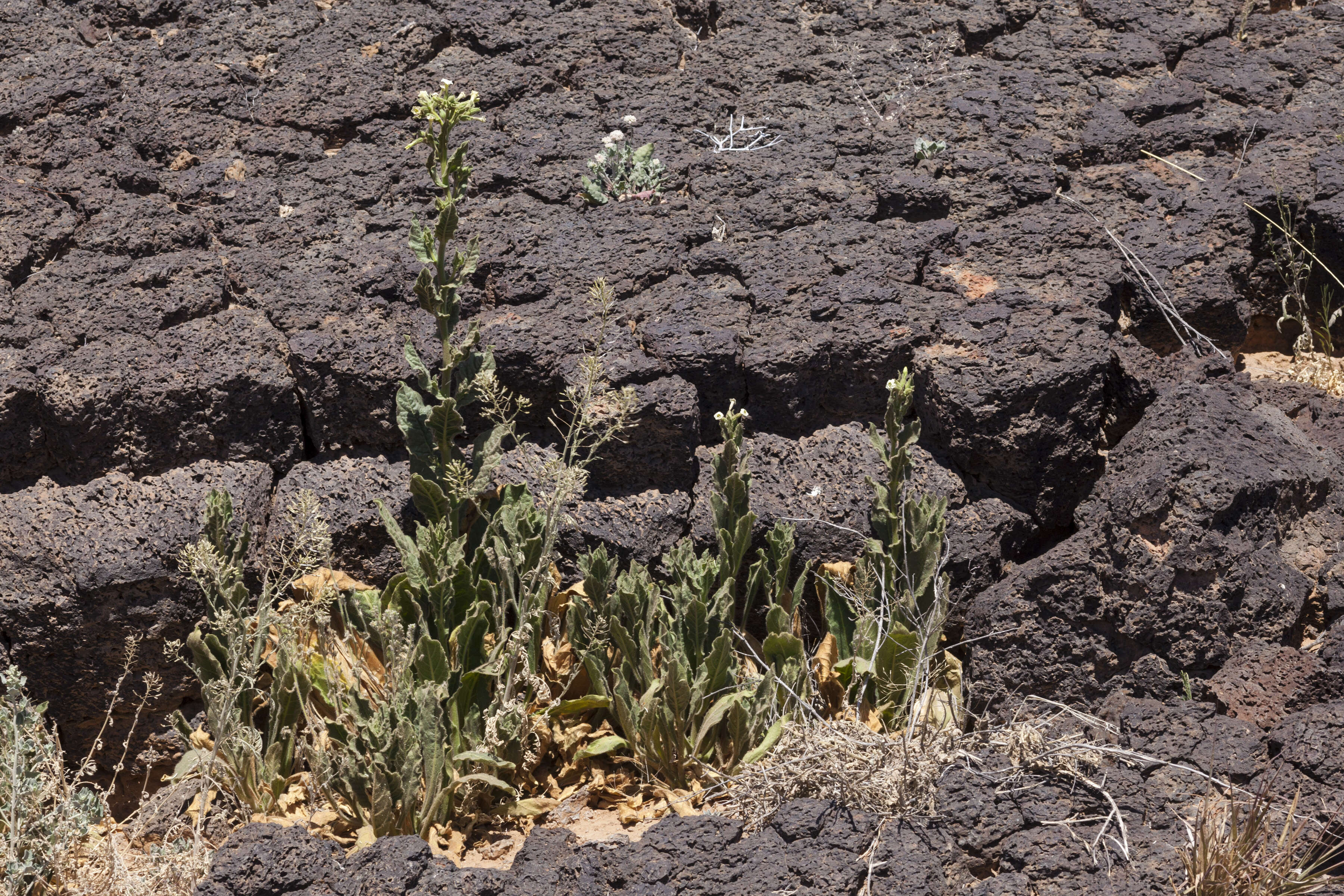 Image of desert tobacco,