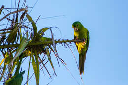 Image of Green Parakeet