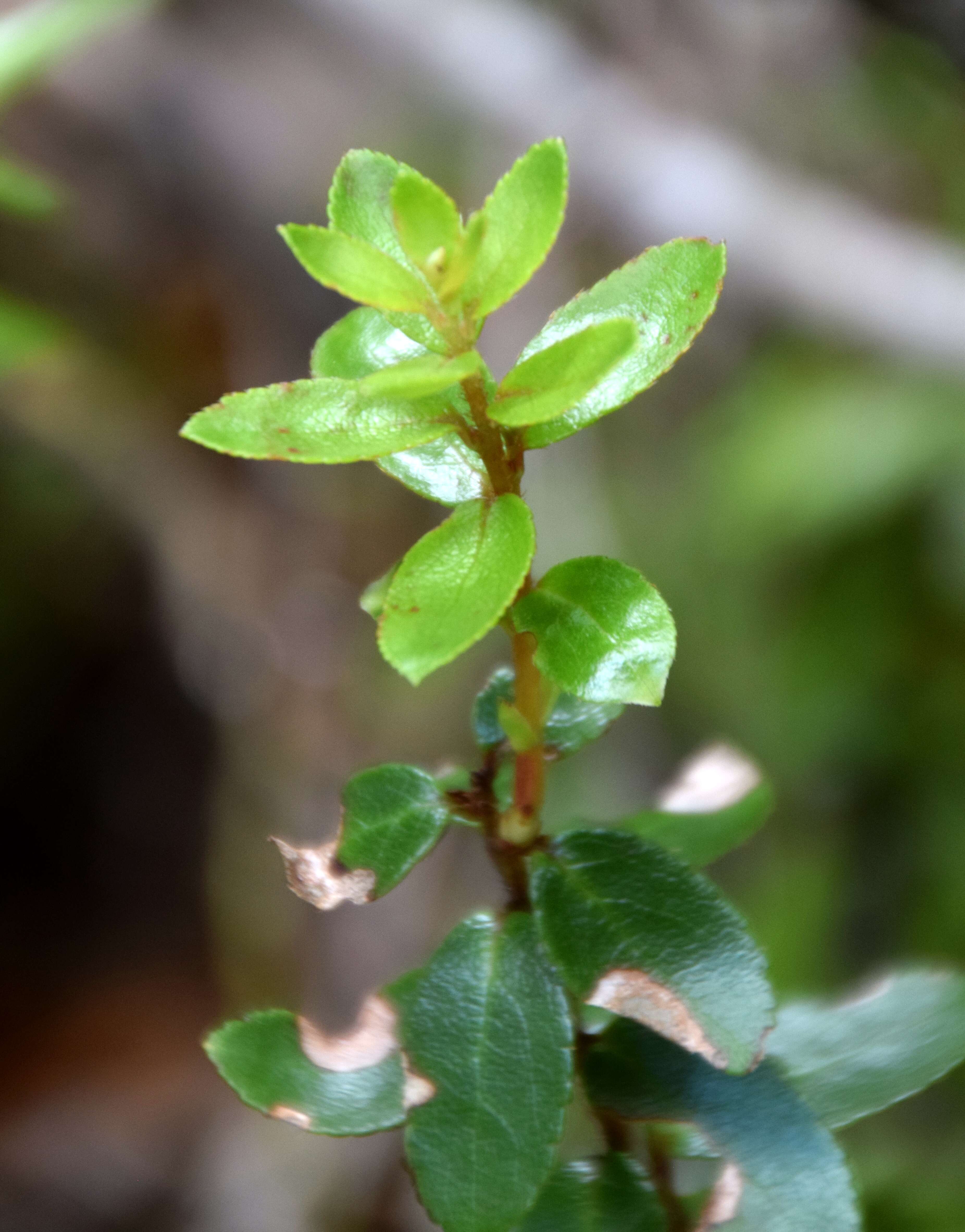 Image of Gaultheria antipoda Forst. fil.