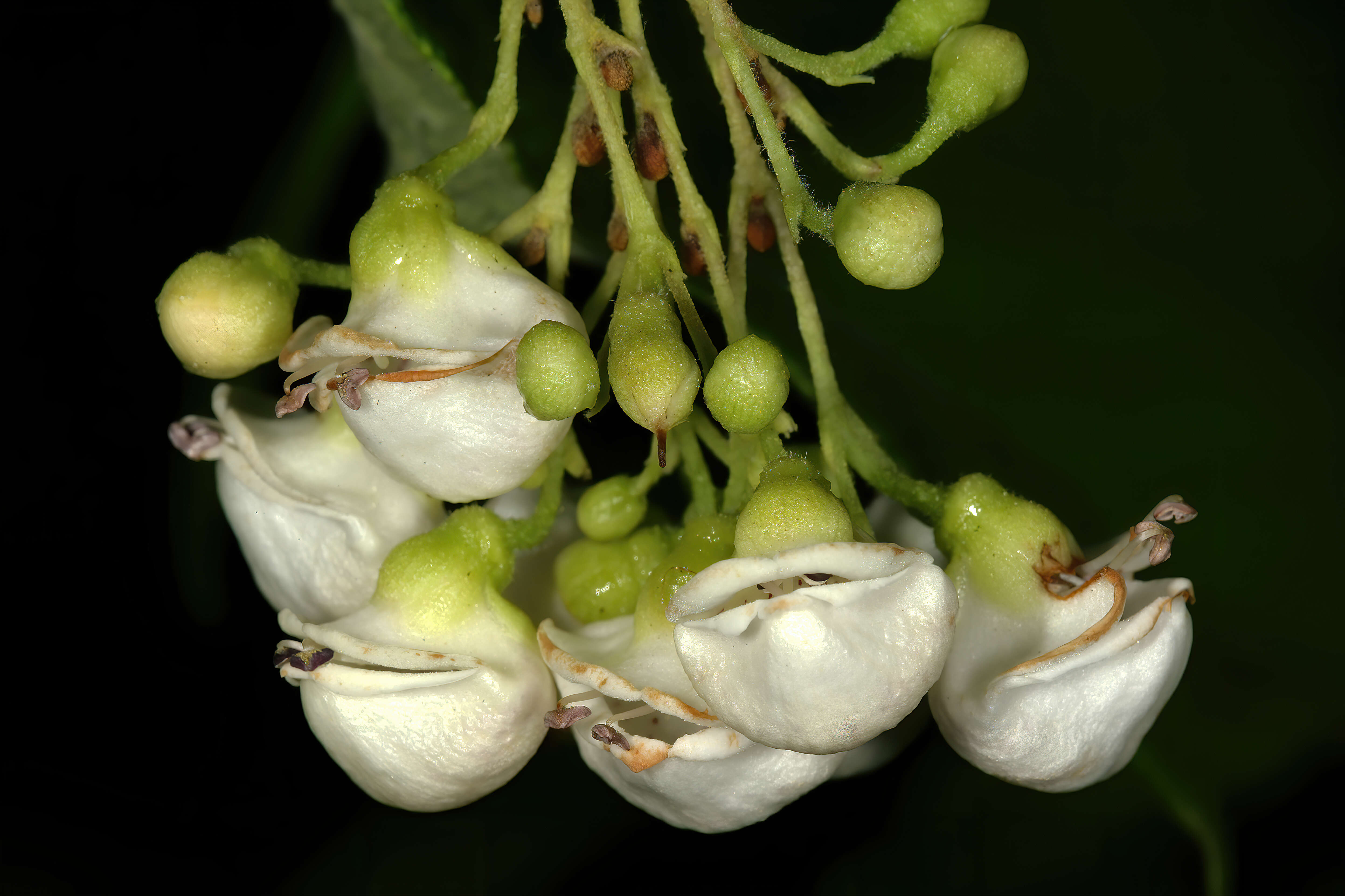 Image of Bowkeria cymosa Mac Owan