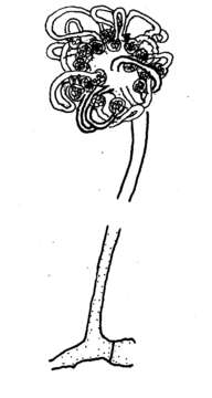 Image of Cokeromyces recurvatus Poitras 1950