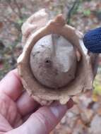 Image of Collared Earthstar