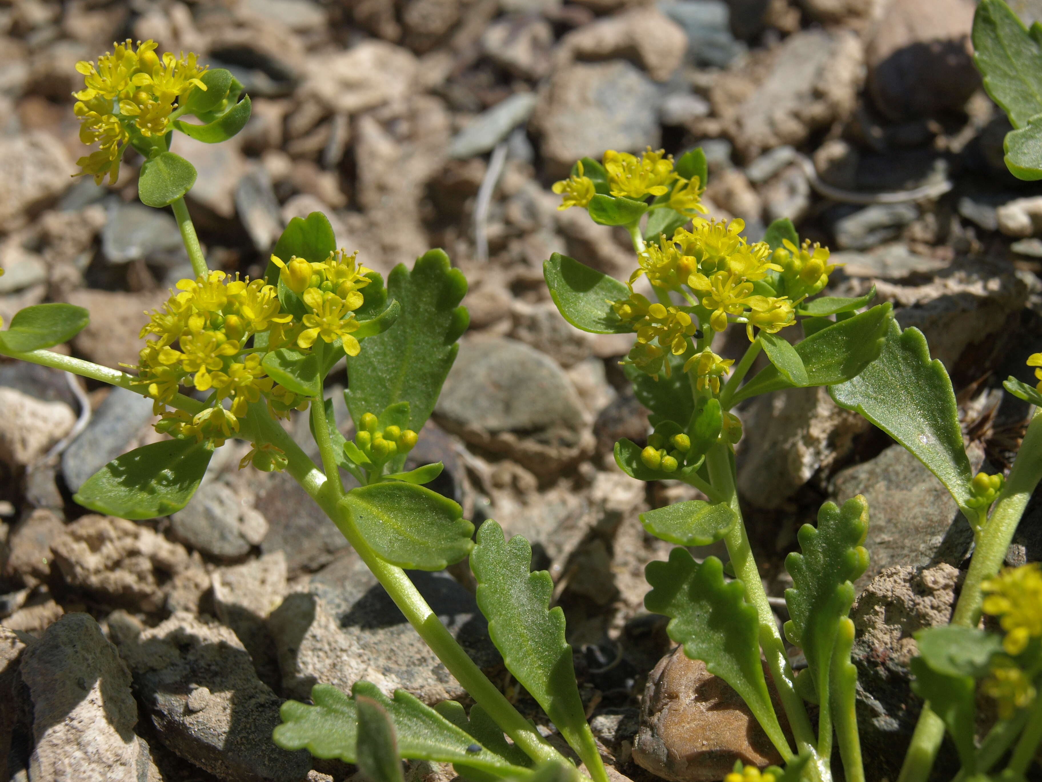 Sivun Lepidium flavum Torr. kuva